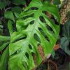Monstera Punctulata