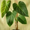 Philodendron Albovirescent